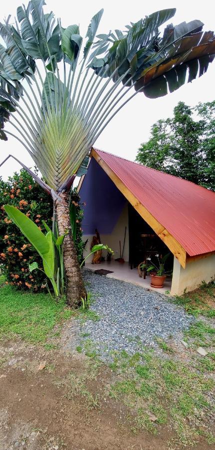 Ballena Oasis Homes & Glamping Uvita Exteriör bild