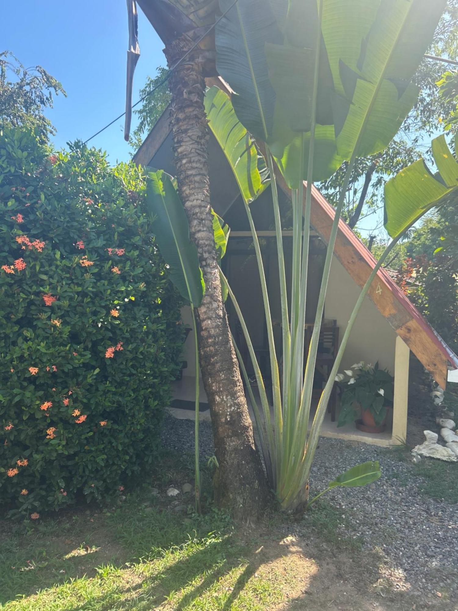 Ballena Oasis Homes & Glamping Uvita Exteriör bild